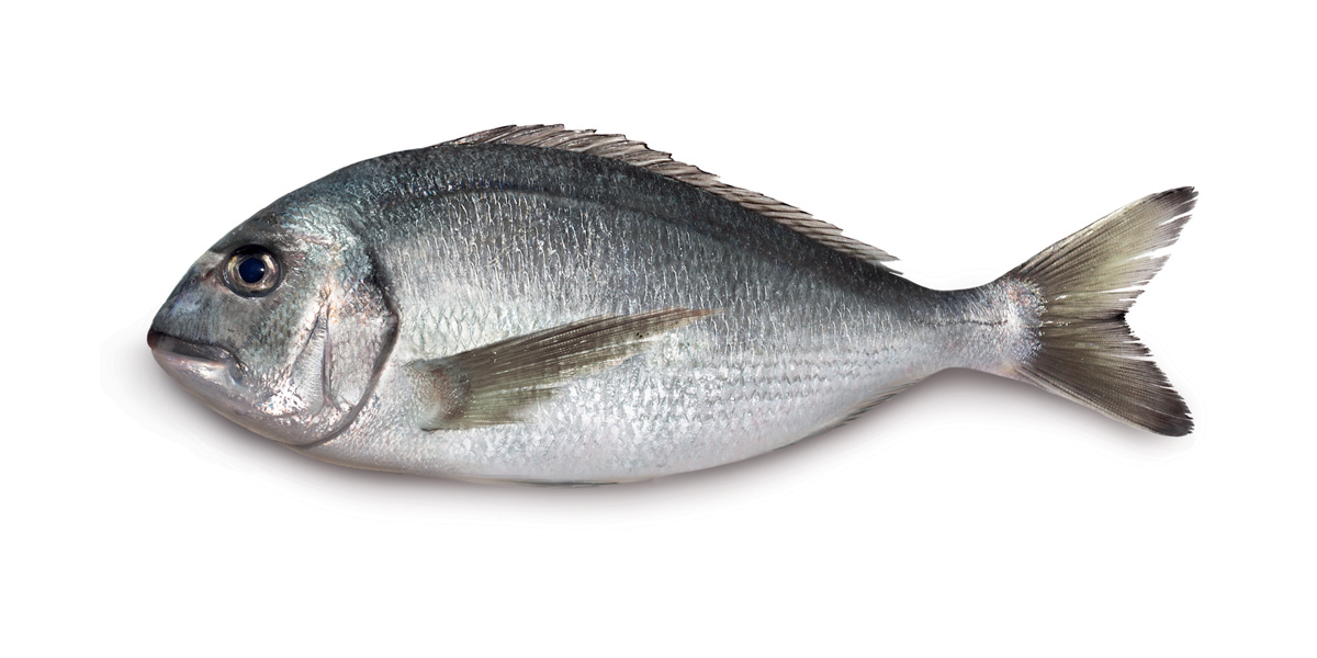 Kefalonia Fisheries Products | Sea Bream