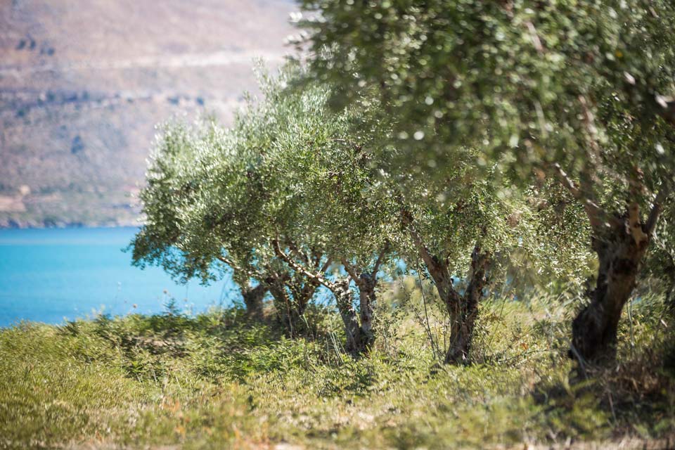 Olive trees in Kefalonia
